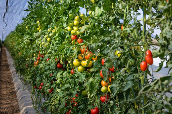 Production Tomates Dans Une Serre Avec Nombreuses Plantes — Photo