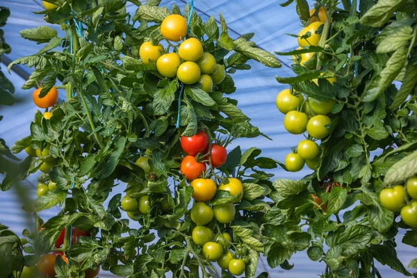 Tomates Vigne Poussent Dans Une Serre Chaude — Photo