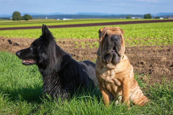 Shar Pei Dog Black German Shepherd Dog Together — Stock Photo, Image