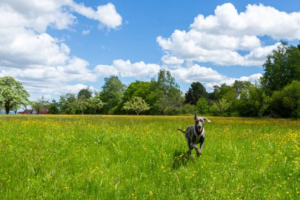 Çayır Üzerinde Koşan Bir Köpeği — Stok fotoğraf