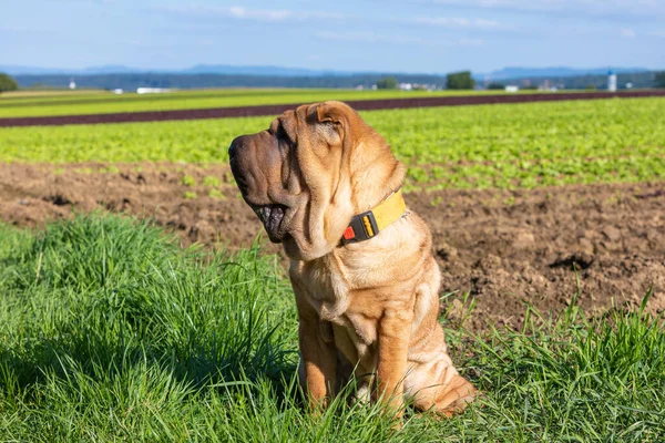 Shar Pei Σκυλί Κάθεται Ένα Λιβάδι Μια Ηλιόλουστη Μέρα — Φωτογραφία Αρχείου