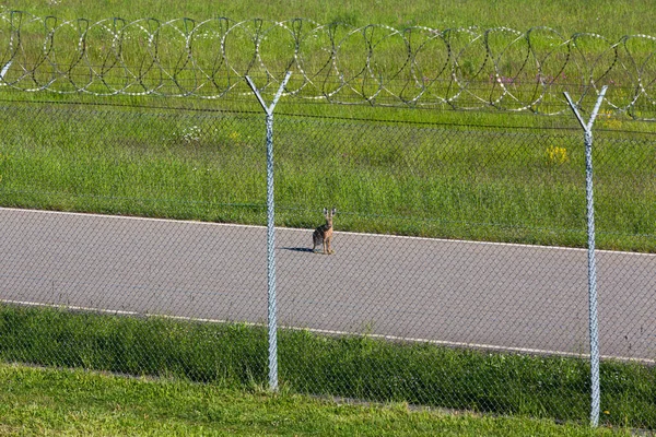 brown hare locked behind a fence looking for escape