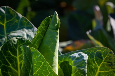 Sivri uçlu lahana tarlasında yetişiyor