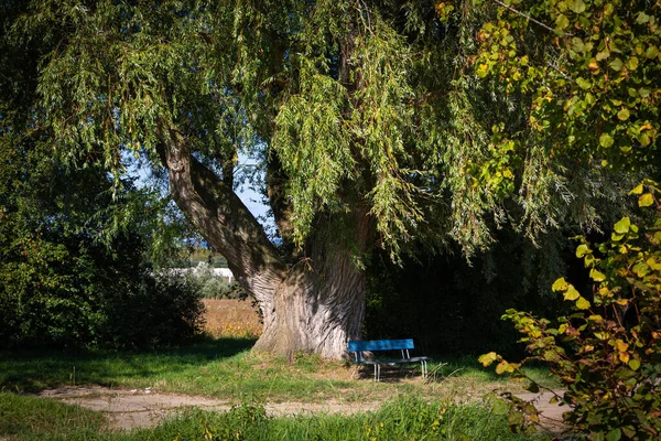 Scene Rest Bench Big Willow Tree — Stock Photo, Image