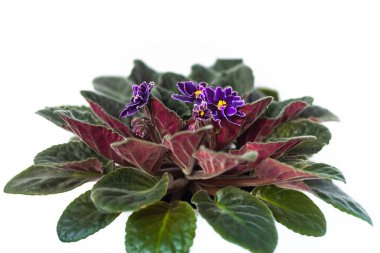 Parlak çiçekler menekşe Senpolia, tencerede iki renkli yapraklar, beyaz izole edilmiş.