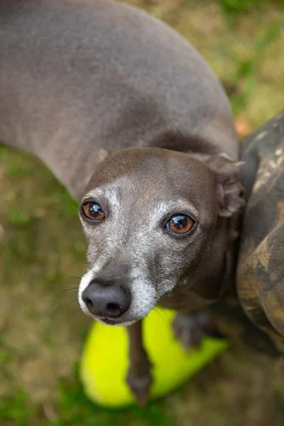 italian greyhound muzzle