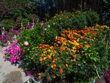 Çiçekçide çeşitli çiçekler sergileniyor..