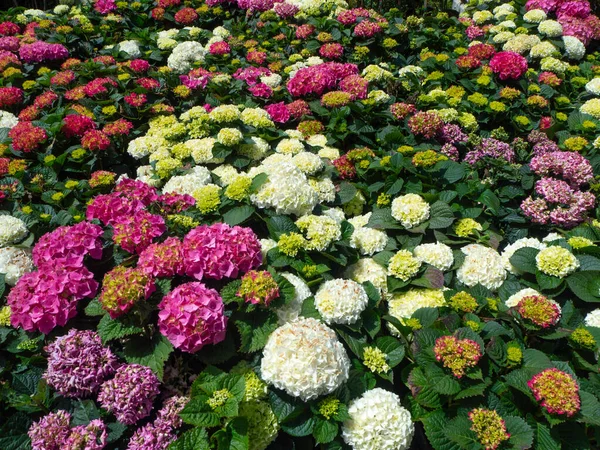 Una Variedad Flores Exhibición Afuera Una Tienda Flores — Foto de Stock