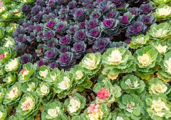 Couve Flor Ornamental Brassica Adorna Aparência Dos Canteiros Flores Cidade — Fotografia de Stock