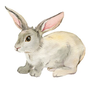 Nice rabbit isolated on white background, watercolor illustration