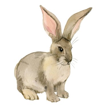Rabbit isolated on white background, watercolor illustration