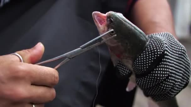 Человек вытаскивает рыбный крючок из форели — стоковое видео