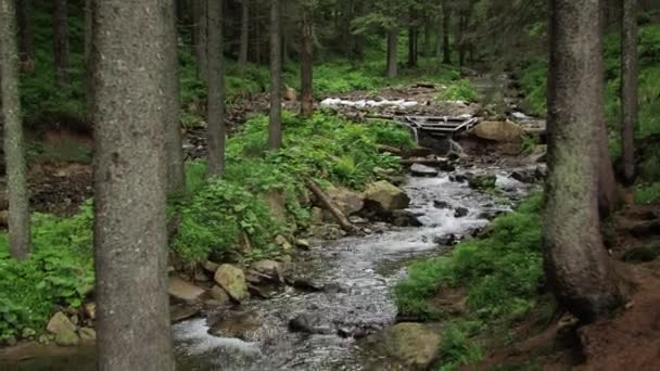 Bakgrund Fjällvatten En å en bäck i skogen — Stockvideo