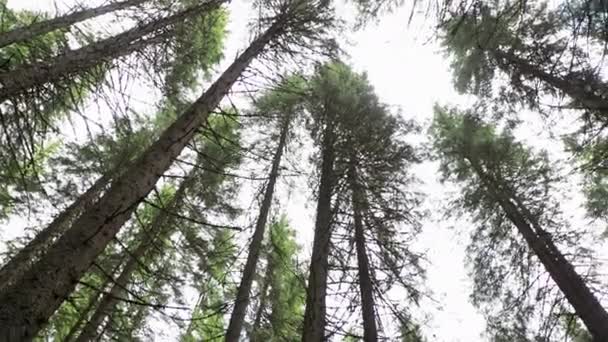 All-round view from bottom to top to the pine trees in the forest — Stock Video