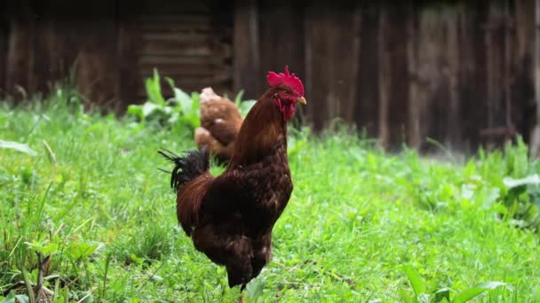 ポートレートチキン赤髪の鶏は、カメラに見えます — ストック動画