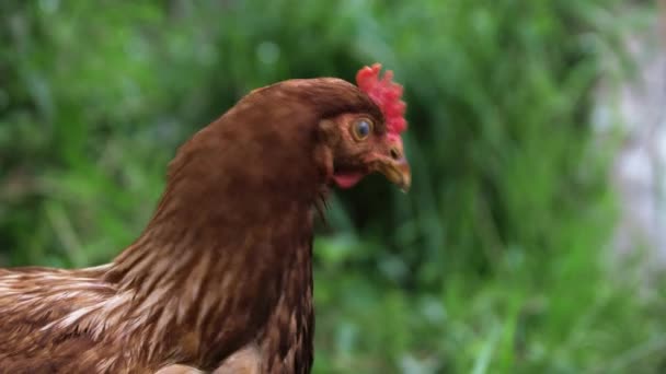 Portrait Chicken looks into the camera — Stock Video