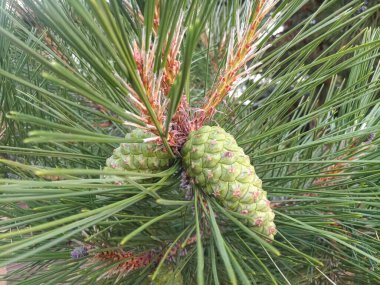 Uzun iğneli bir Noel ağacının dalındaki yeşil koni.