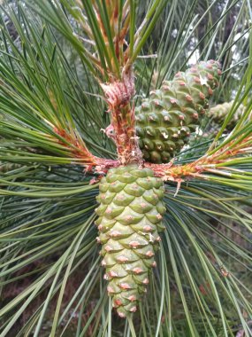 Uzun iğneli bir Noel ağacının dalındaki yeşil koni.