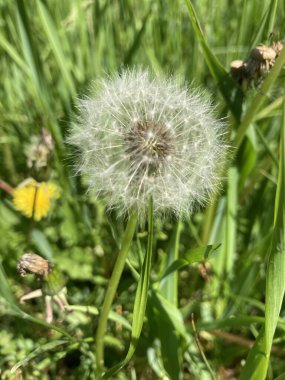 Solmuş bir karahindiba, kabarık tüyleri. Makro