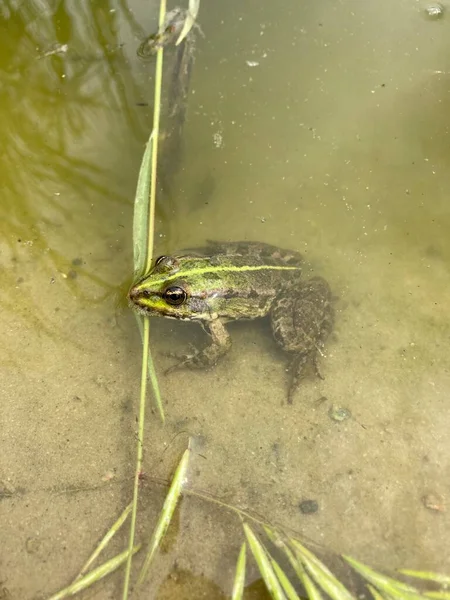 Smaragdkleurige Rivierkikker Rivier — Stockfoto