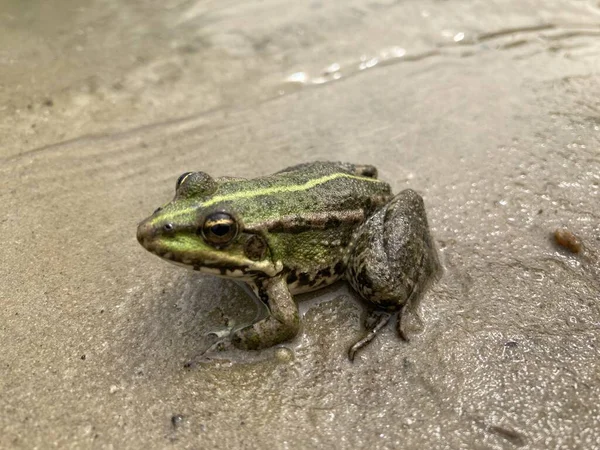 Grenouille Rivière Couleur Émeraude Dans Rivière — Photo