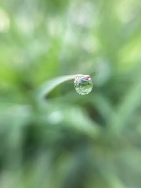 Gocce Rugiada Sull Erba Mattino Presto — Foto Stock