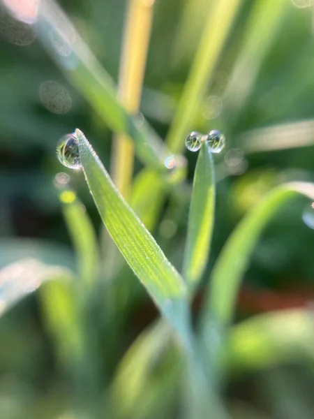 Gocce Rugiada Sull Erba Mattino Presto — Foto Stock