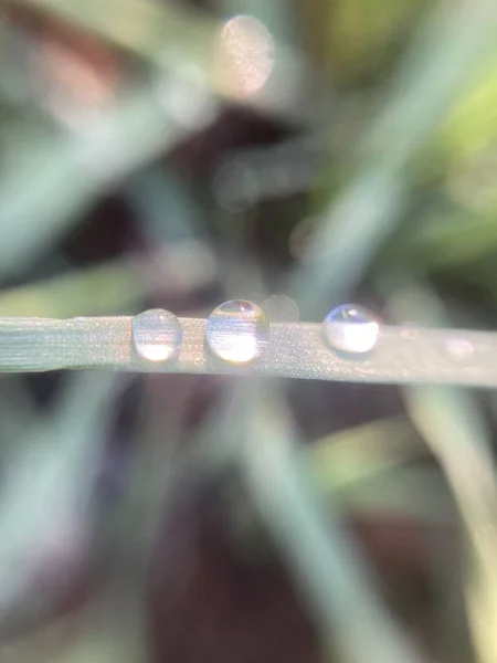 Gocce Rugiada Sull Erba Mattino Presto — Foto Stock