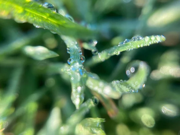 Gotas Orvalho Grama Início Manhã — Fotografia de Stock