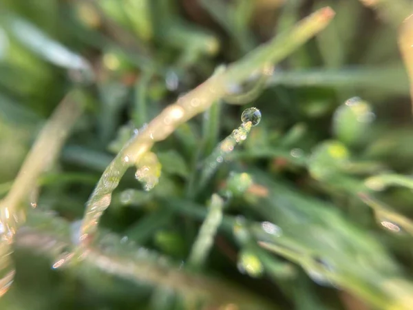 Gocce Rugiada Sull Erba Mattino Presto — Foto Stock