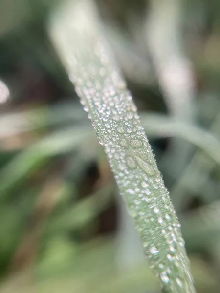 Dauw Druppels Het Gras Vroege Ochtend — Stockfoto