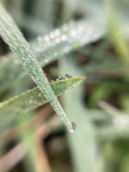 Gouttes Rosée Sur Herbe Tôt Matin — Photo