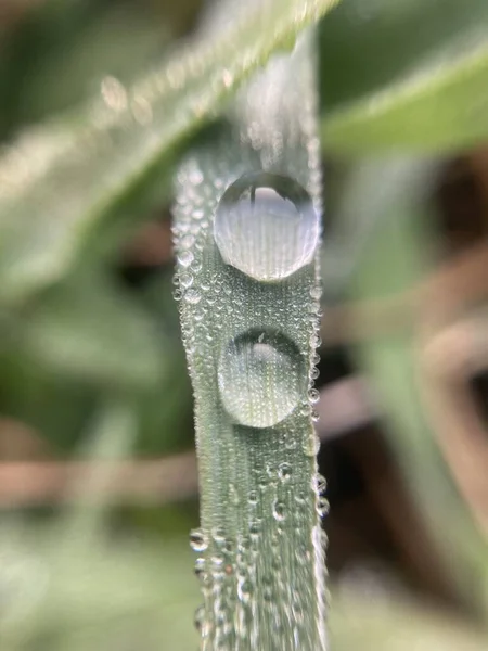 Gocce Rugiada Sull Erba Mattino Presto — Foto Stock