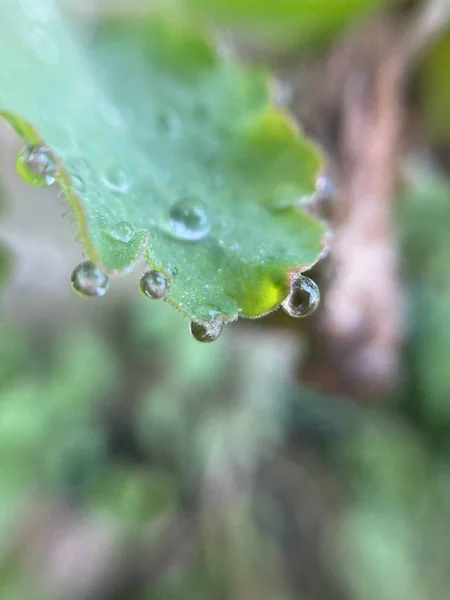 Makro Fotografia Zielony Liść Kroplami Rosy — Zdjęcie stockowe