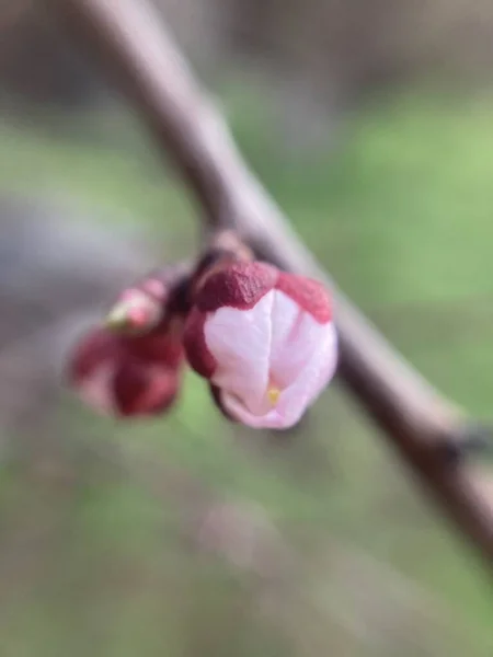 Hermosa Flor Cerezo Primavera — Foto de Stock