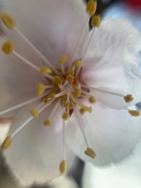 Bela Flor Cereja Flor Primavera — Fotografia de Stock