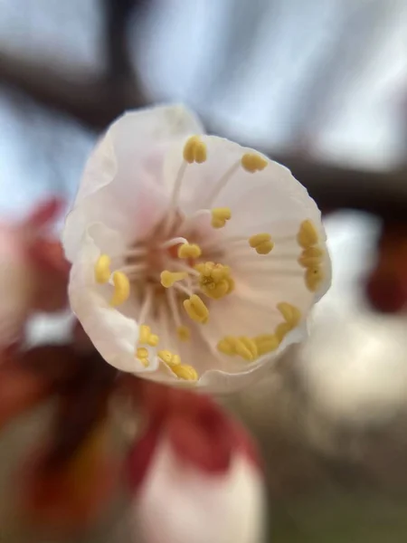 Όμορφο Κεράσι Ανθίσει Λουλούδι Άνοιξη — Φωτογραφία Αρχείου
