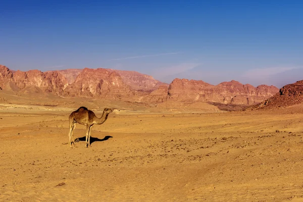 Wielbłąd pustyni Synaj — Zdjęcie stockowe