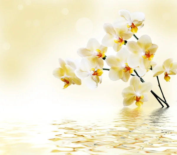 Vakker hvit orkideen – stockfoto