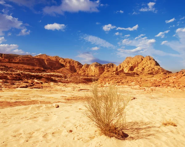 Sinai deserto paisagem — Fotografia de Stock