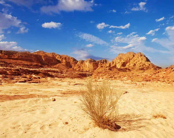 Sinaí desierto paisaje —  Fotos de Stock