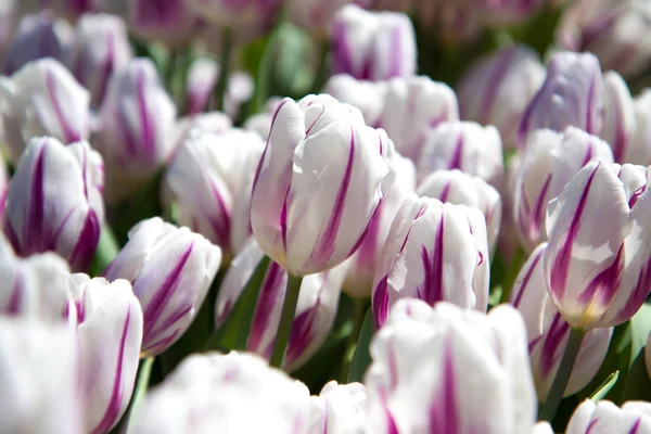 Białe i różowe tulipany rosnące w ogrodzie — Zdjęcie stockowe