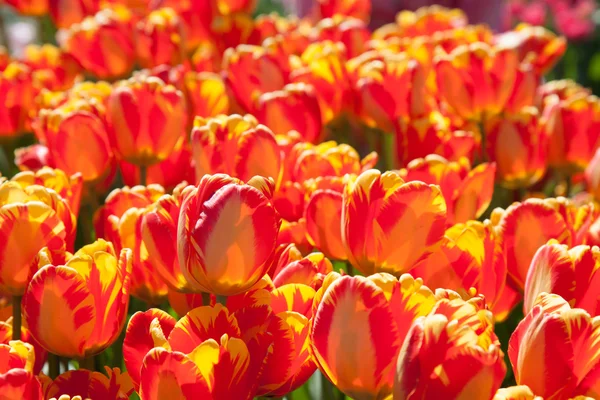 Czerwone tulipany rosnące w ogrodzie — Zdjęcie stockowe