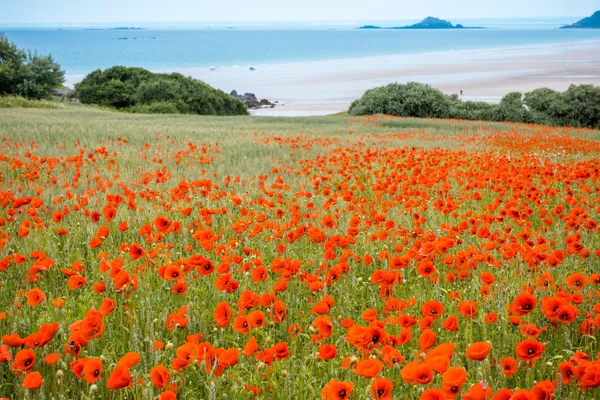 Campo de amapola roja cerca del mar, Bretaña — Foto de Stock