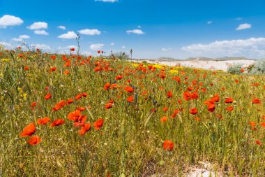 Yazın parlak kırmızı gelincik çiçekleri.