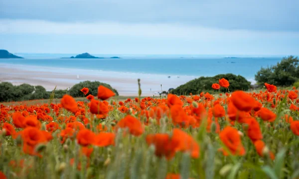 Röd vallmo nära havet, Brittany — Stockfoto