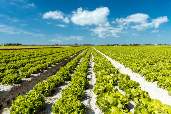 Spring Lettuce field