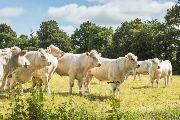 Κοπάδι των αγελάδων άσπρα στον πράσινο τομέα — Φωτογραφία Αρχείου