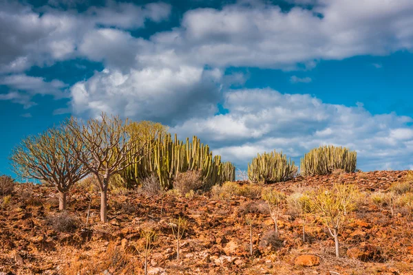 Cactus Desert Sunset en Tenerife Islas Canarias — Foto de Stock