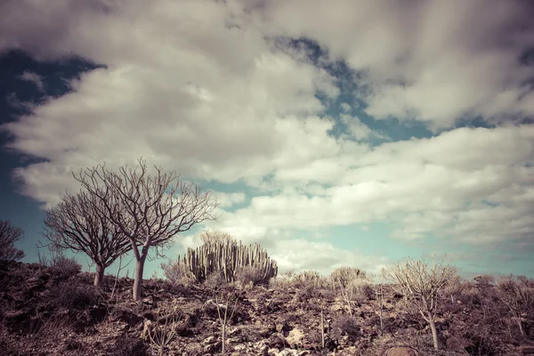 Cactus woestijn zonsondergang op Tenerife Canarische Eiland — Stockfoto